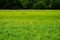 Blue sky and clouds over a green field in summer, in the background the forest. Royalty Free Stock Photo