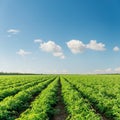 Blue sky with clouds over green field with tomatoes bushes. Ukraine agriculture field Royalty Free Stock Photo