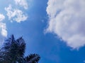 Blue Sky with Clouds And Palm Coconut Trees Summer Landscape Royalty Free Stock Photo