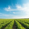 Blue sky with clouds in sunset over field with tomatoes Royalty Free Stock Photo