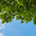 Blue sky with clouds and tree branches Royalty Free Stock Photo