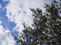 Blue sky with clouds and the tree leafes Royalty Free Stock Photo