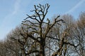 Bare tree, weeping willow and other trees in the winter. Royalty Free Stock Photo