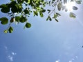 blue sky with cloudy black white green leaves background