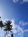 blue sky and coconut threes Royalty Free Stock Photo