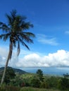 Blue sky, coconut tree and cumulonimbus cloud Royalty Free Stock Photo