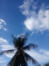 blue sky on the coconut tree