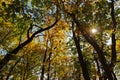 Colors of autumn in a landscape in the forest. Sun, colored leaves and blue sky. Autumn background Royalty Free Stock Photo