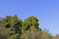 Blue Sky Copy Space Above A Pine and Olive Tree Royalty Free Stock Photo