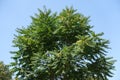 Blue sky and crown of Ailanthus altissima