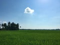 blue sky, cute single cloud and rice field view photo.