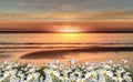 Blue sky dramatic clouds at gold sunset at sea wild flowers daisy field seascape summer nature landscape sunbeam