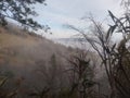 Blue sky envelops fog of treed hillside