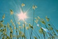 Blue sky, evening sun and tall grass. Autumn sunset in sunny weather. Reed against the large sun Royalty Free Stock Photo