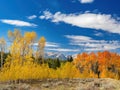 Blue sky and fall colored tree at the Sawtooths of Idaho