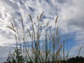 Blue sky feat wind-blow grass