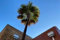 Blue sky corner building angles palm tree