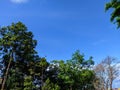 blue sky with few clouds and green leaves of trees Royalty Free Stock Photo