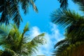 Blue sky with a few clouds and palm trees Royalty Free Stock Photo