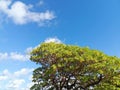Blue Sky with a Few Clouds and A Shady Tree Royalty Free Stock Photo