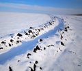 Blue Sky and a Field Covered With Snow, a Rural Landscape. Royalty Free Stock Photo