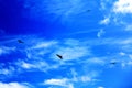 The blue sky with fire cotton clouds and flying eagle of Taiwan`s north coast Royalty Free Stock Photo