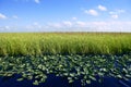 Blue Sky In Florida Everglades Wetlands