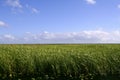 Blue sky in Florida Everglades wetlands Royalty Free Stock Photo