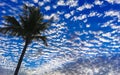 Blue sky fluffy clouds and shady palm trees in Mexico