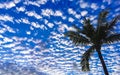 Blue sky fluffy clouds and shady palm trees in Mexico