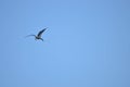 Blue sky and flying bird Royalty Free Stock Photo
