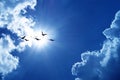 Blue sky with flying birds natural background Royalty Free Stock Photo