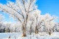 The blue sky and forest with rime Royalty Free Stock Photo