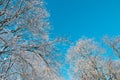 Blue sky, forest tree branch top in snow. Wonderful fairytale Christmas New Year weather. Winter background for Royalty Free Stock Photo