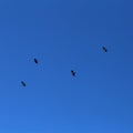 Blue Sky and Four Birds Flying Royalty Free Stock Photo