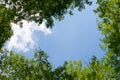 Blue sky framed by green foliage. Frame with copy space. Pattern Royalty Free Stock Photo