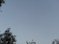 Blue sky framed by plants with the gibbous moon in the background