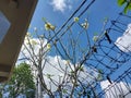 Blue sky with frangipani flowers below Royalty Free Stock Photo