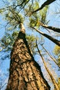 Blue sky full of tall pine trees, umstead park Raleigh North Carolina Royalty Free Stock Photo