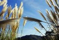 Blue Sky Through Golden Wheat Spikes