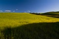 Crops in the spring season, Apulia, Italy