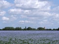 Blue sky with gre-white clouds over blue field of flax flowers Royalty Free Stock Photo
