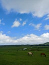 blue sky On a green expanse of meadows