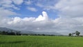 The blue sky and green expanse of rice fields are great for the background Royalty Free Stock Photo