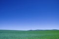 Blue sky green crops Royalty Free Stock Photo
