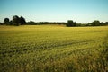 Blue sky and green field observing Royalty Free Stock Photo