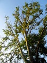 Blue sky green forest