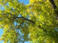 Blue Sky And Green Leaves