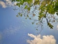 Blue sky and green leaves background