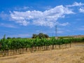 Blue Sky Green Leaves, Vineyard in Napa Valley Royalty Free Stock Photo